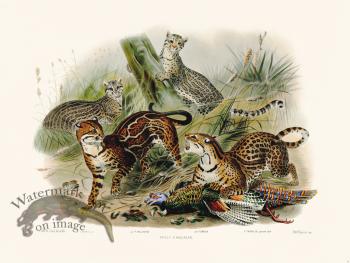 Elliot Cat 18 the Cat of the Pardalis